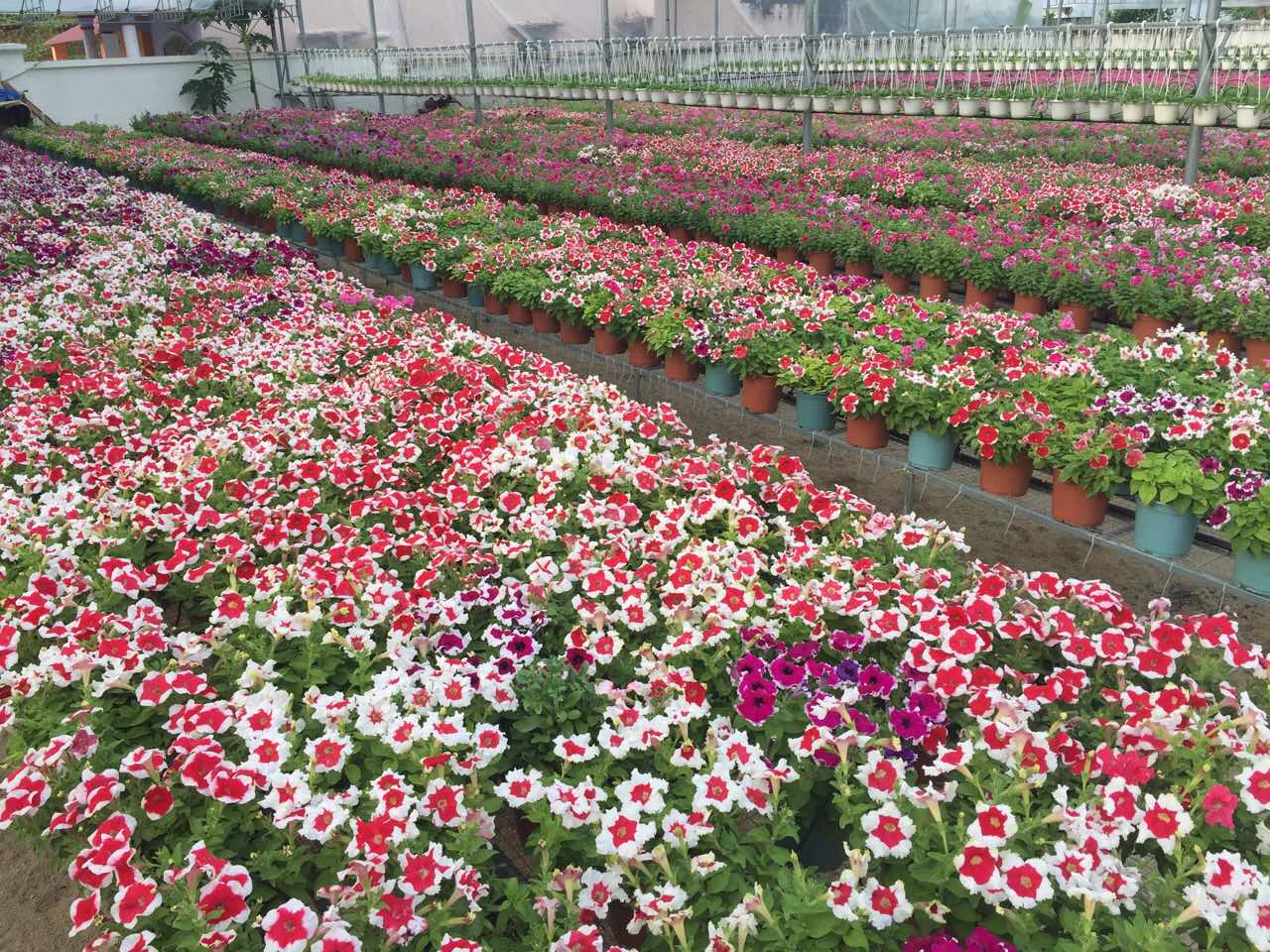 Vườn ươm công ty