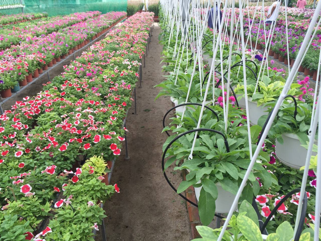 Vườn ươm công ty