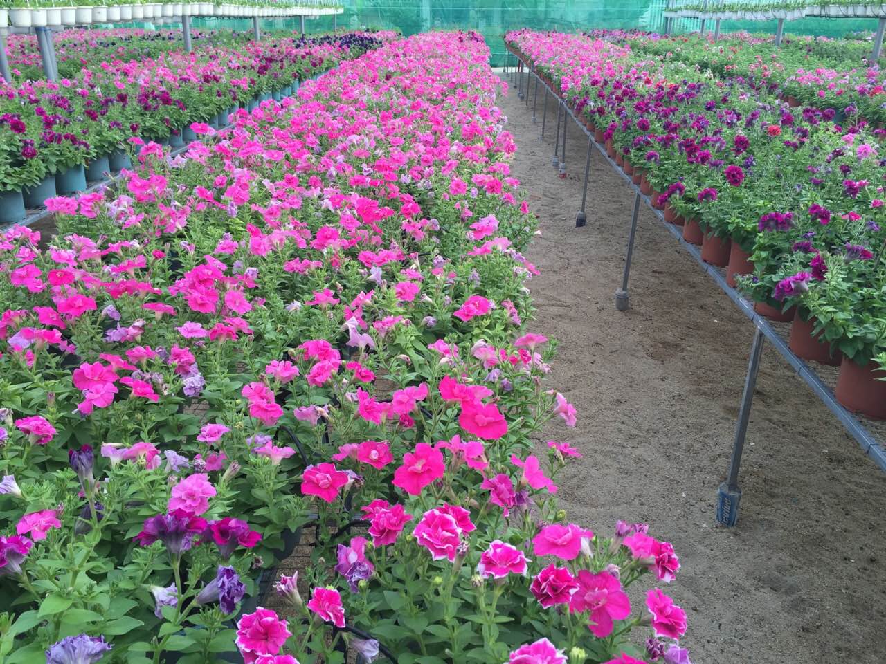 Vườn ươm công ty