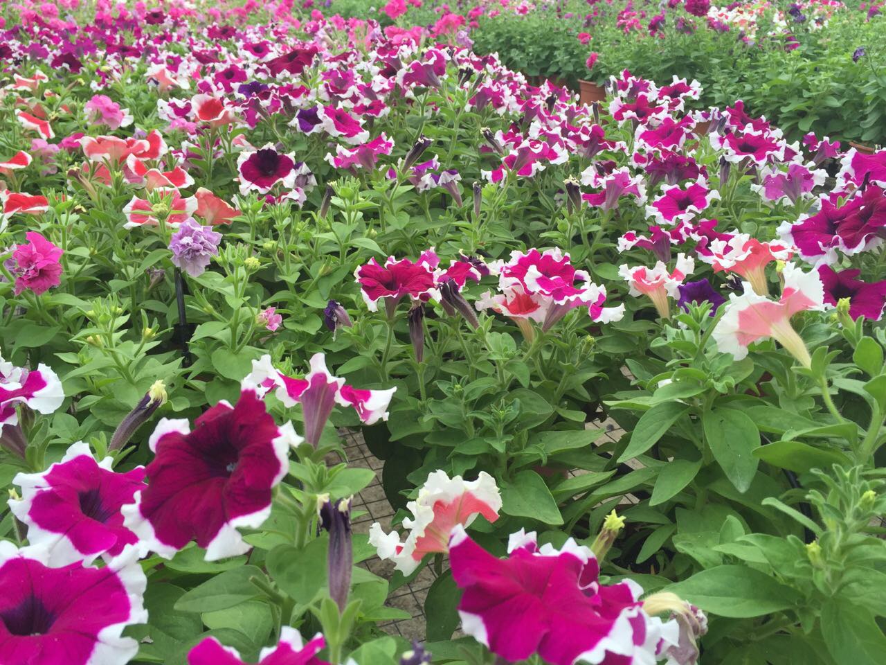 Vườn ươm công ty