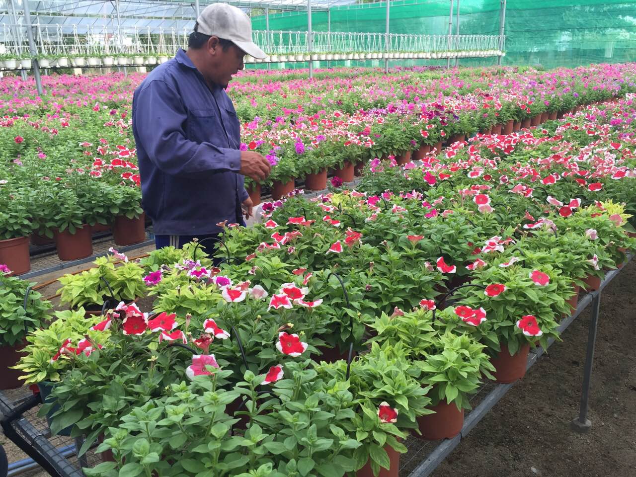 Vườn ươm công ty