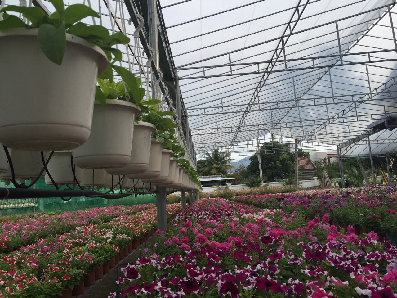 Vườn ươm công ty